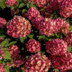 Hortenzia metlinatá (Hydrangea paniculata) ´MAGICAL FIRE®´ - výška 40-60 cm, kont. C2L